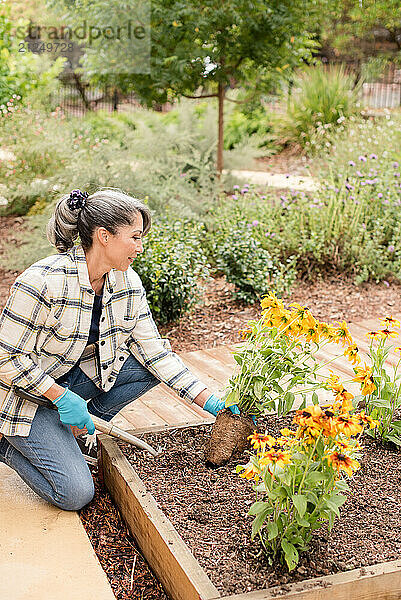 Woman putting a pot of daisies in the ground