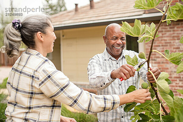 Couple working together to cut figs from a tree