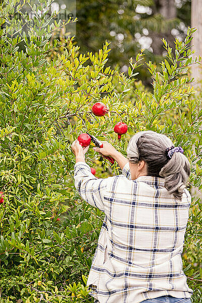 Woman cutting a pomegranate from a tree