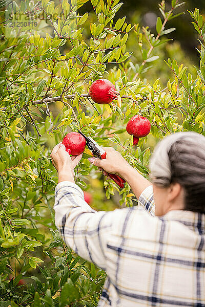 From behind a woman cutting a pomegranate from a tree