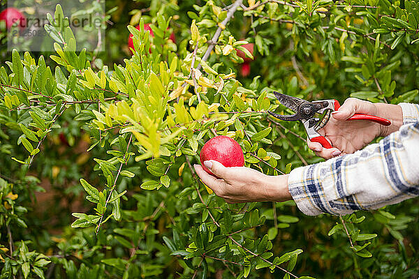 Woman holding a pomegranate on a tree