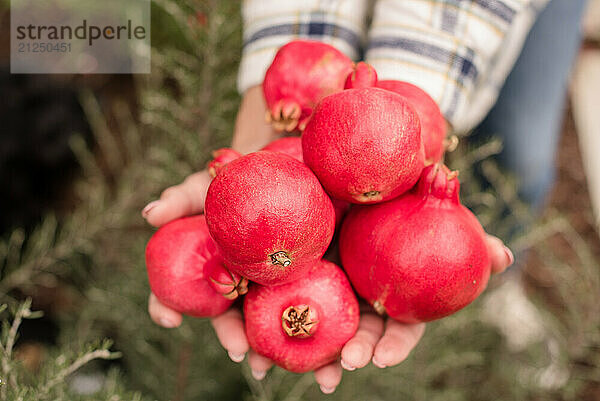 Close up of woman holding pomegranates in hands