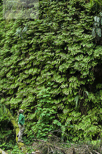 Hiker checks out canyon wall covered in ferns  Fern Canyon  Prarie Creek Redwoods State Park  Redwood National Park  California.