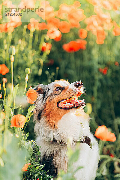 Australian Shepherd in a poppy field