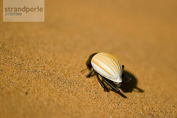 The longlegged white Namib Beetle (Stenocara Eburnea) walking along in the sand dunes of the Northwest Namib Desert near the Namibia Anglola border.