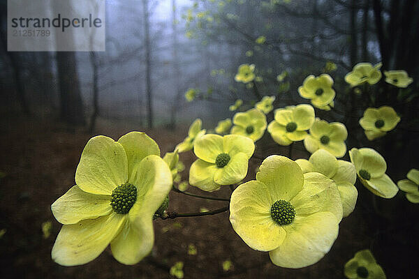 A Dogwood tree blooms out of the mist in the San Bernadino Mountains  California.