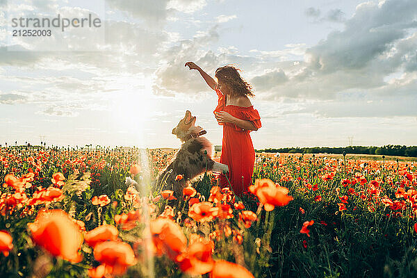 Sunset in a poppy field  woman and dog playing