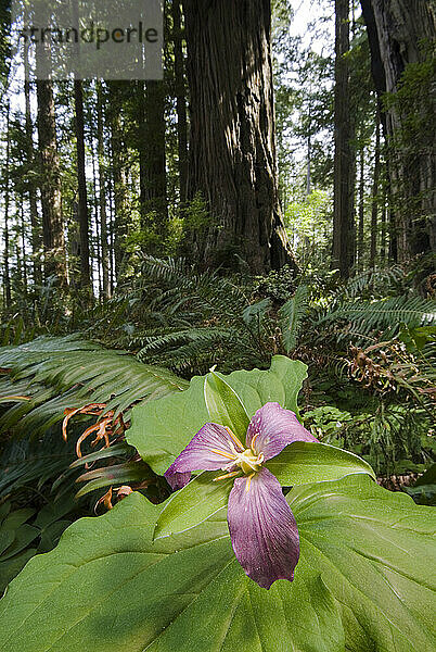 Trillium Flower in the Ladybird Johnson Grove of Coast Redwood Trees  Redwood National Park  California