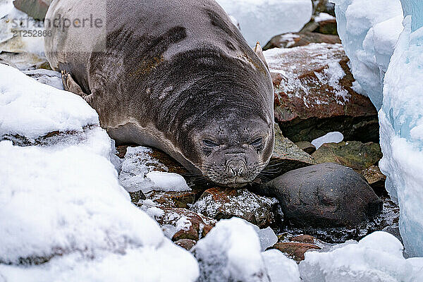 Female of southern elephant seal. South Pole  Antarctica