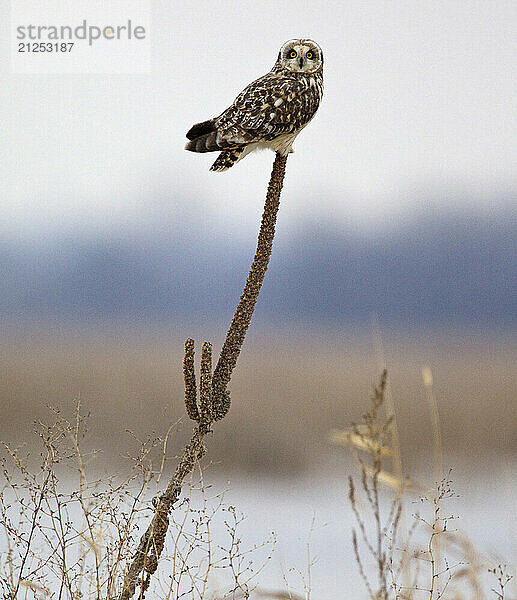 A snowy owl look over the Horicon National Wildlife refuge in Horicon  Wisconsin.