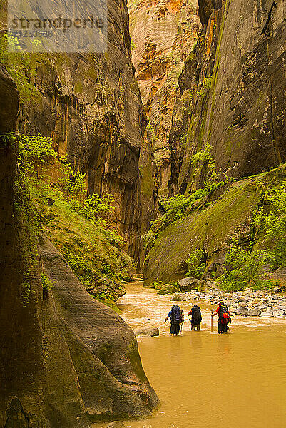 A group of young men hike the Virgin River Narrows in Zion National Park  Utah.