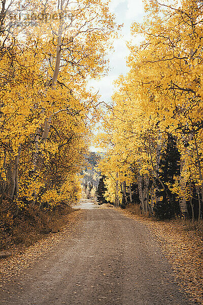 Fall Colored Aspens On A Country Road