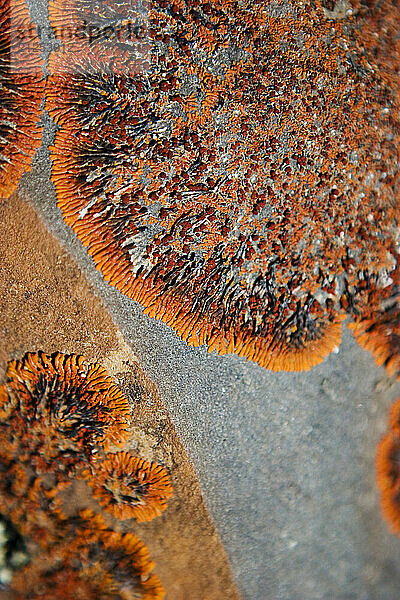 A colorful desert lichen survives by absorbing fog that rolls in off the Skelton Coast in Namibia.