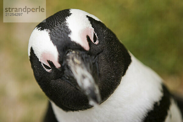 A detailed head shot of an endangered African (Jackass) penguin at Boulders Beach penguin colony  Simonstown  South Africa.