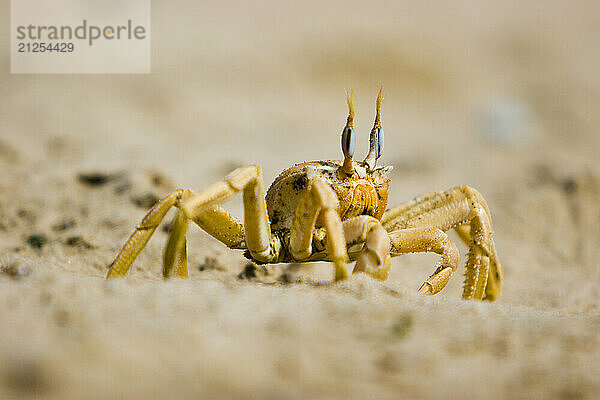 A Ghost crab surveys his surroundings on the beach along the shore of the Skeleton Coast in Namibia.