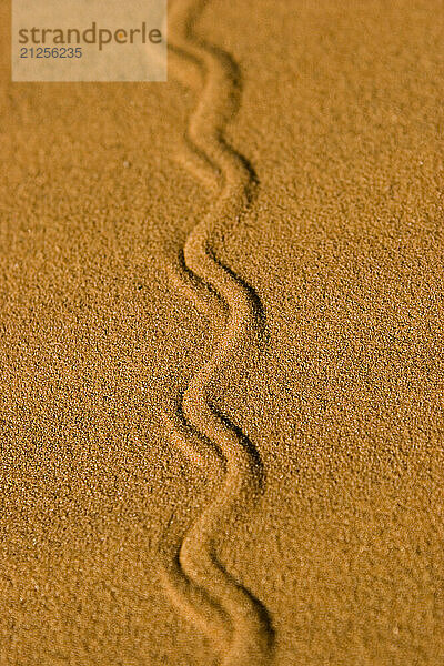 A graphic and symetrical animal track left behind in the sand dunes of the Namib Desert in Namibia.