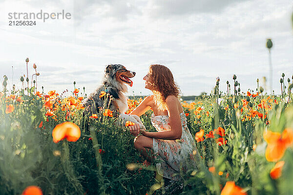 woman and australian shepherd dog in a vibrant poppy field