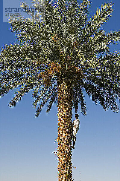 Boy climbing a date palm near Banganarti  Sudan.