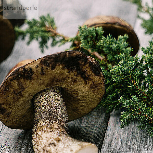 Wild Arctic Mushrooms: Nature's Delicacies