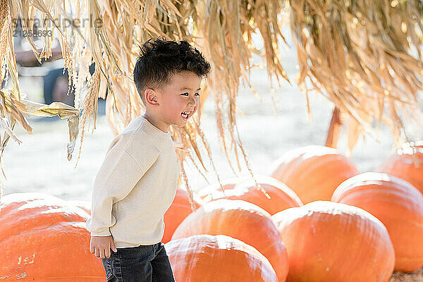 Little boy laughing in the middle of big pumpkins