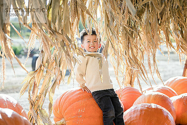 Little boy sitting on a big pumpkin behind stocks