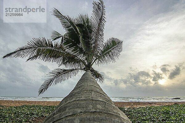 Landschaft am Meer und Sandstrand. Eine Palme ragt ins Bild und verleiht dem Sonnenuntergang am Strand eine besondere Note. Blick über das meer zum Horizont bei Bentota  Sri Lanka  Asien