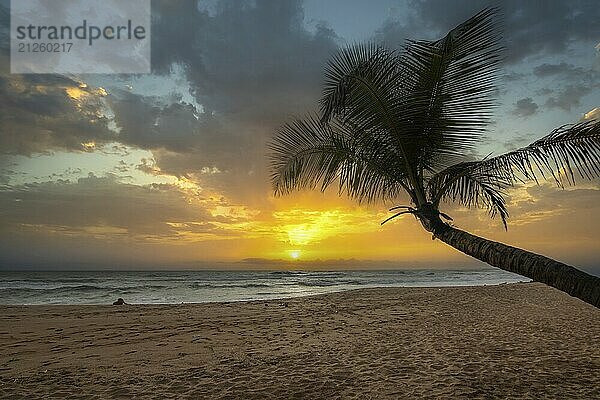 Landschaft am Meer und Sandstrand. Eine Palme ragt ins Bild und verleiht dem Sonnenuntergang am Strand eine besondere Note. Blick über das meer zum Horizont bei Bentota  Sri Lanka  Asien