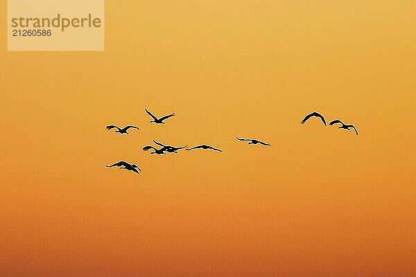 Kranich fliegt in Silhouette gegen den Sonnenuntergang Himmel