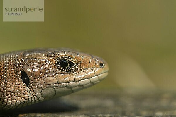 Eidechse (Zootoca vivipara) erwachsenes Reptil Kopf Portrait  England  Großbritannien  Europa