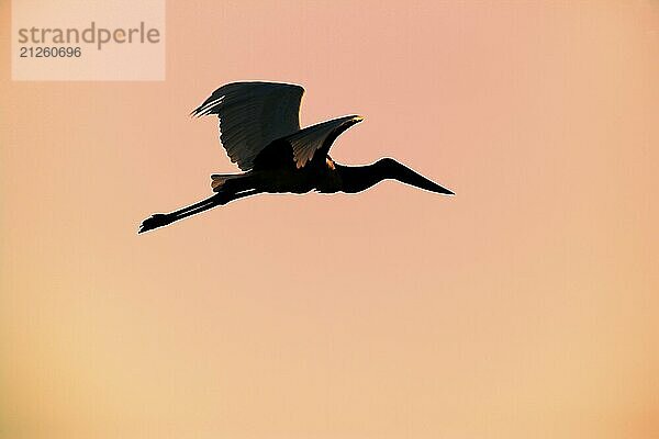 Jabiru (Jabiru mycteria)  adult  fliegend  Sonnenaufgang  Dämmerung  Morgenröte  Silhouette  Pantanal  Brasilien  Südamerika