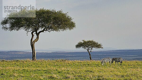 Zwei Steppenzebras (Equus quagga) unter zwei Akazienbäumen in der Landschaft der Masai Mara  Kenia  Afrika