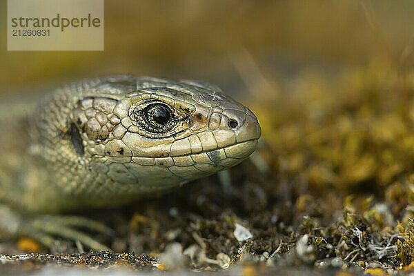 Eidechse (Zootoca vivipara) erwachsenes Reptil Kopf Portrait  England  Großbritannien  Europa