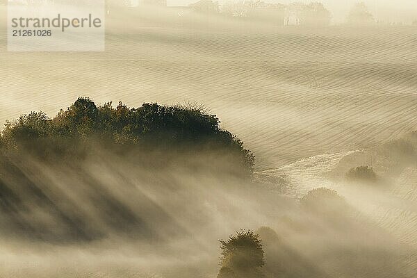 Morgennebel mit Sonnenstrahlen über der Baumgruppe auf dem Feld