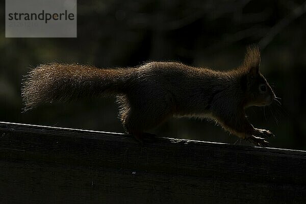 Rotes Eichhörnchen (Sciurus vulgaris)  erwachsenes Tier auf einem Zaun im Gegenlicht  Yorkshire  England  Großbritannien  Europa