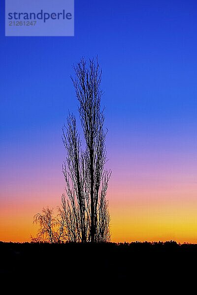 Schöner Sonnenaufgang mit einem blattlosen Baum in der Silhouette