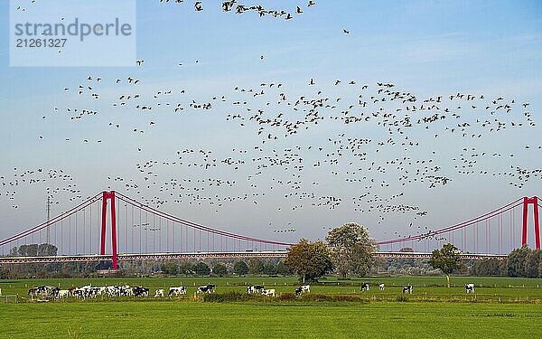 Die Rheinbrücke Emmerich  Bundesstraße B220  längste Hängebrücke Deutschlands  wird zur Zeit saniert  Brückenschäden  Vogelschwarm  Gänse  linksrheinische Weide  Rinder  Jungbullen  Niederrhein  Nordrhein-Westfalen  Deutschland  Europa