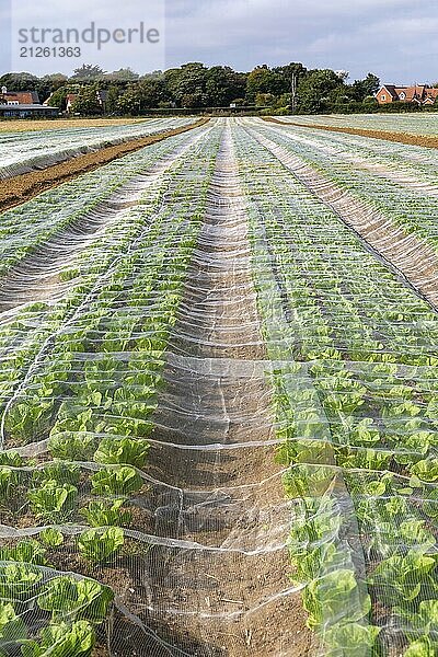 Durch Vliese geschützte Salatreihen auf einem Feld  Bawdsey  Suffolk  England  UK Durch Netze geschützte Salatreihen auf einem Feld  UK