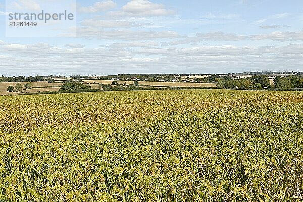 Feld mit Hirseanbau in der Nähe von Hundon  Suffolk  England  UK