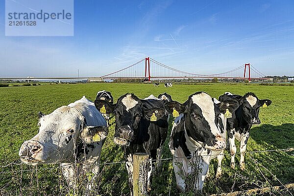 Die Rheinbrücke Emmerich  Bundesstraße B220  längste Hängebrücke Deutschlands  wird zur Zeit saniert  Brückenschäden  linksrheinische Weide  Rinder  Jungbullen  Niederrhein  Nordrhein-Westfalen  Deutschland  Europa