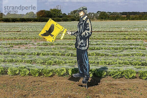 Vogelscheuchenfigur eines Mannes  der eine Raubvogelfahne hält  um Vögel von der Salaternte abzuschrecken  Bawdsey  Suffolk  England  UK