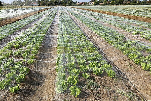 Mit Netzen geschützte Salatreihen auf einem Feld  Bawdsey  Suffolk  England  UK