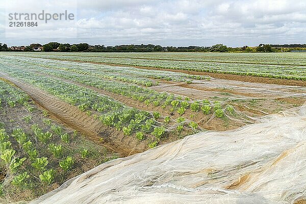 Mit Netzen geschützte Salatreihen auf einem Feld  Bawdsey  Suffolk  England  UK