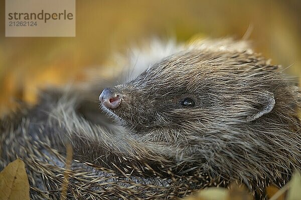 Ausgewachsener Europäischer Igel (Erinaceus europaeus)  der sich auf einem städtischen Gartenrasen mit herbstlichem Laub ausruht  England  Großbritannien  Europa