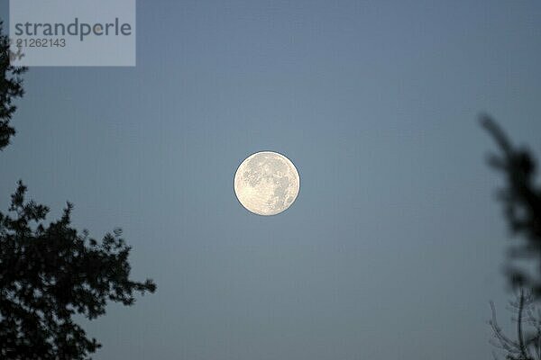 Vollmond  Morgendämmerung  Baumkronen  Deutschland  Zwischen den Silhouetten von 2 Baumkronen leuchtet der Mond am morgendlichen Himmel  Europa