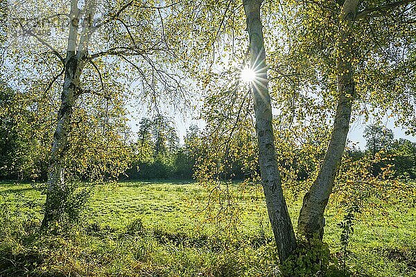 Birken (Betula) im Herbst mit gelben Blättern im Gegenlicht mit Sonnenstern  Niedersachsen  Deutschland  Europa