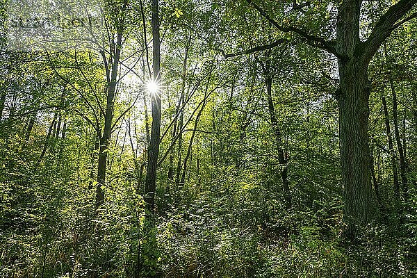 Wildnis Wald  Bäume im Gegenlicht mit Sonnenstern  Niedersachsen  Deutschland  Europa