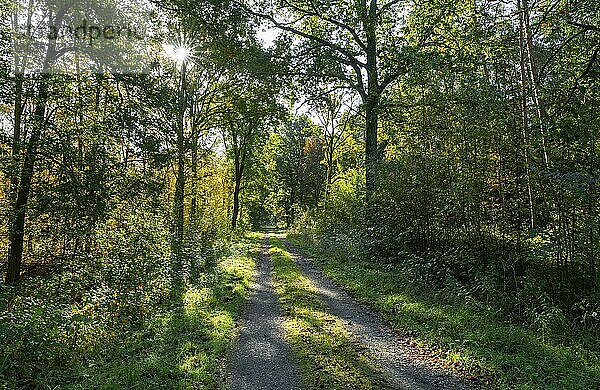 Waldweg im Herbst  Bäume mit bunten Blättern im Gegenlicht mit Sonnenstern  Niedersachsen  Deutschland  Europa