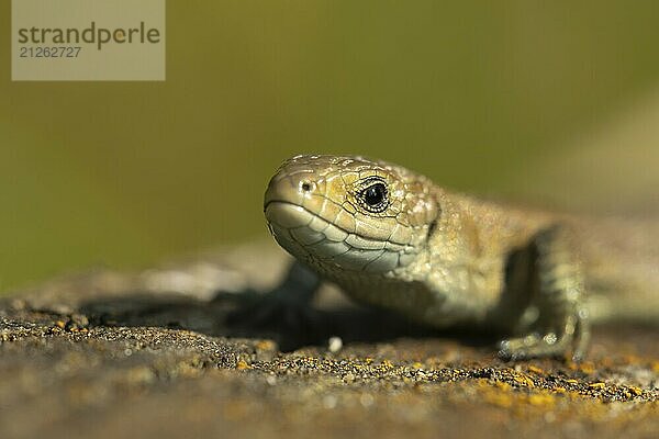 Eidechse (Zootoca vivipara) erwachsenes Reptil Kopf Portrait  England  Großbritannien  Europa