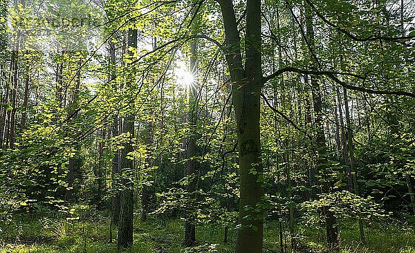 Wildnis Wald  Bäume im Gegenlicht mit Sonnenstern  Niedersachsen  Deutschland  Europa