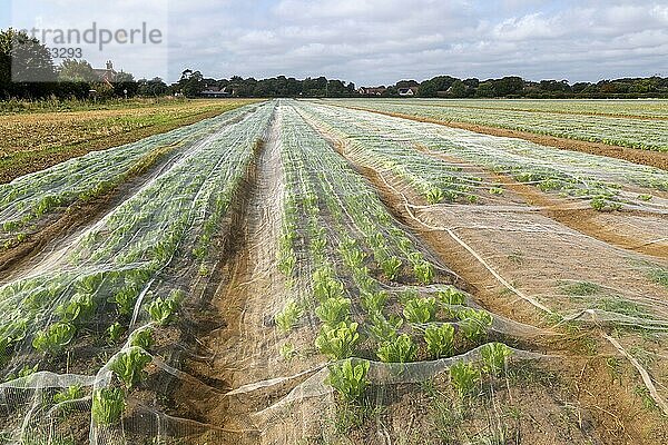 Durch Vliese geschützte Salatreihen auf einem Feld  Bawdsey  Suffolk  England  UK Durch Netze geschützte Salatreihen auf einem Feld  UK